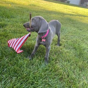 Meet your Posher, Tommy